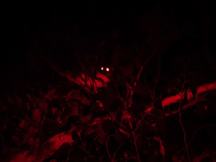 Pseudocheirus peregrinus