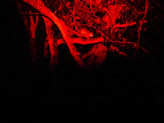 Pseudocheirus peregrinus