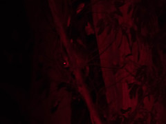 Pseudocheirus peregrinus