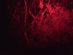 Pseudocheirus peregrinus