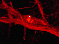 Pseudocheirus peregrinus