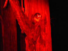 Pseudocheirus peregrinus