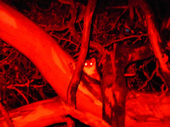 Pseudocheirus peregrinus