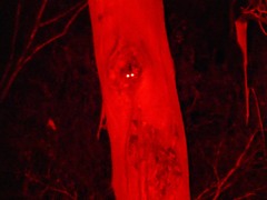 Pseudocheirus peregrinus