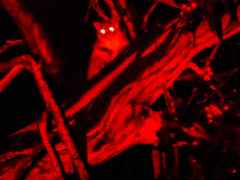 Pseudocheirus peregrinus