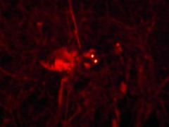 Pseudocheirus peregrinus