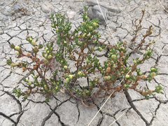 Centipeda cunninghamii