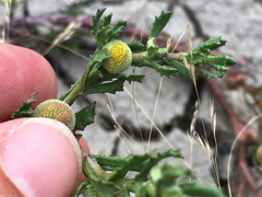 Centipeda cunninghamii