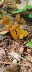 Leotia lubrica image