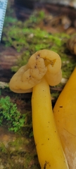 Leotia lubrica image
