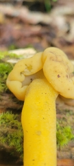 Leotia lubrica image