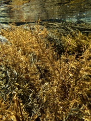 Carpophyllum plumosum