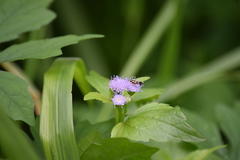 Praxelis clematidea