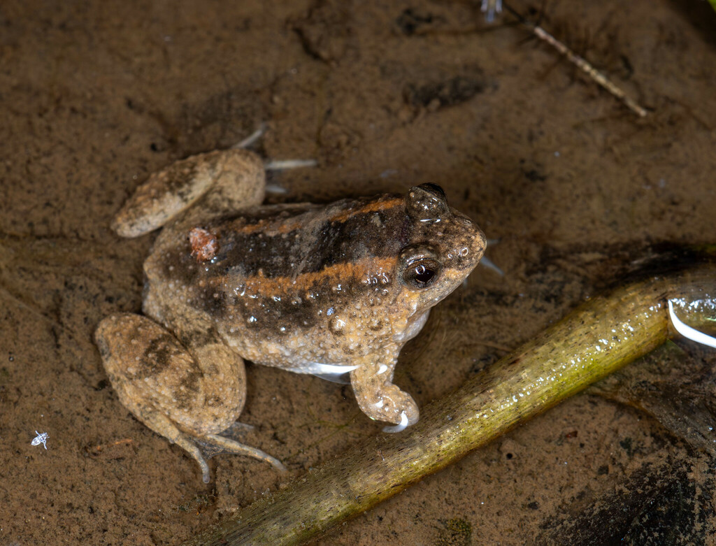 Lingnan Floating Frog