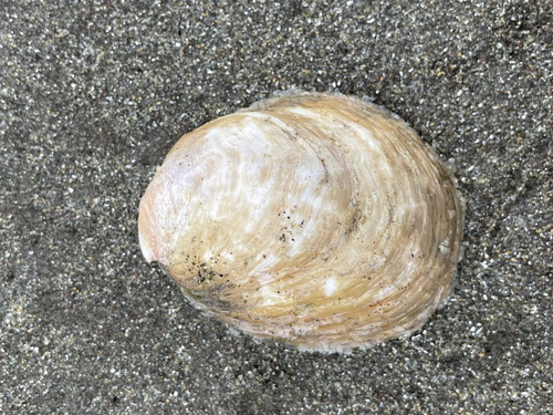 Grandicrepidula grandis