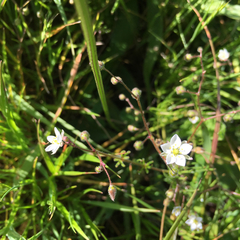 Spergularia macrotheca leucantha