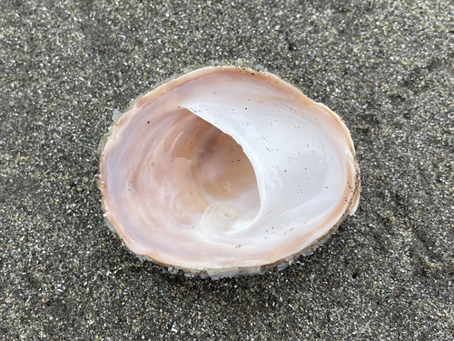 Grandicrepidula grandis