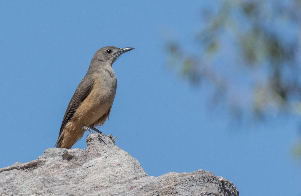 Sandstone Shrikethrush photo