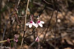 Rhinacanthus