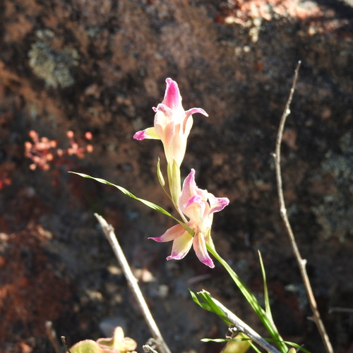 Image of Gladiolus venustus by (c) Noeleen du Toit, some rights reserved (CC BY-SA)