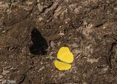Eurema floricola
