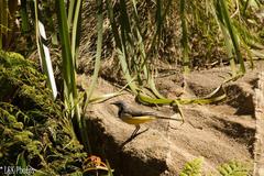 Motacilla flaviventris
