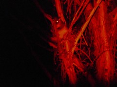 Pseudocheirus peregrinus