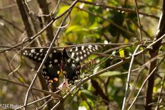 Pharmacophagus antenor