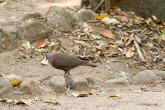 Nesoenas picturatus