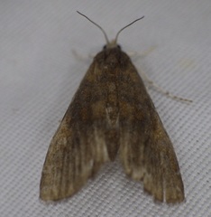 Elophila gyralis