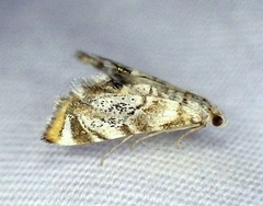 Eoparargyractis