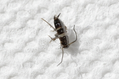 Blattodea