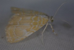 Glaphyria glaphyralis