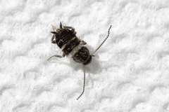 Blattodea