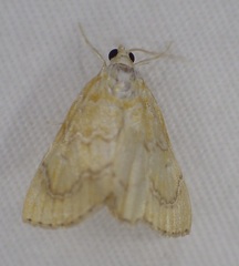 Glaphyria sesquistrialis