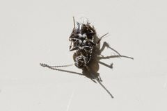 Blattodea