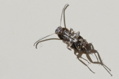 Blattodea