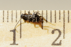 Blattodea