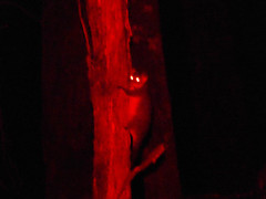 Pseudocheirus peregrinus