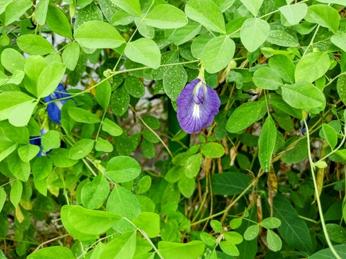 Clitoria ternatea