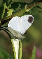Dismorphiinae
