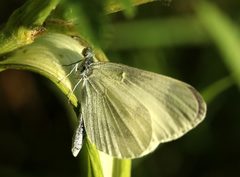 Dismorphiinae