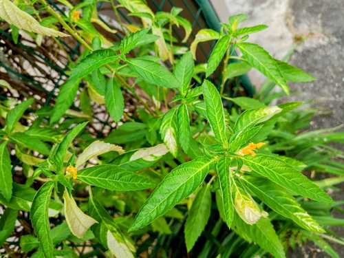 Turnera ulmifolia