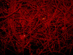 Pseudocheirus peregrinus