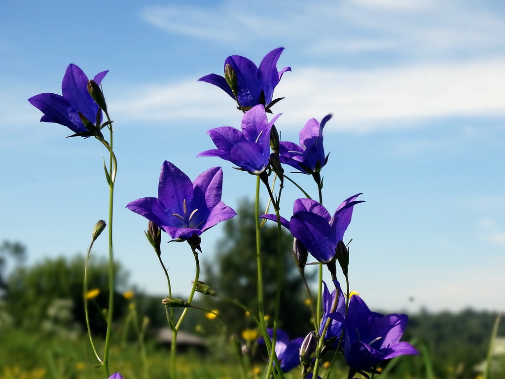 Campanula stevenii