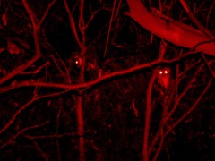 Pseudocheirus peregrinus