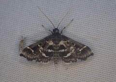 Diasemiodes