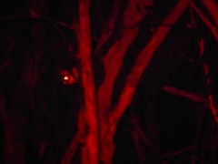 Pseudocheirus peregrinus