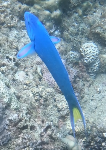 Moon Wrasse — seen at this dive site