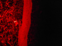 Pseudocheirus peregrinus